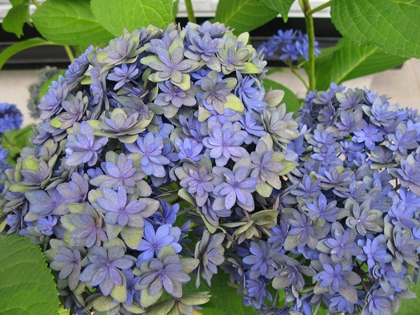 紫陽花 リース_f0129726_20593119.jpg