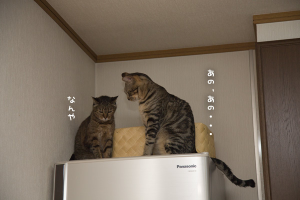 こねこともめごと_d0355333_10591457.jpg