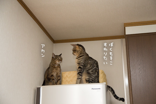 こねこともめごと_d0355333_10591747.jpg