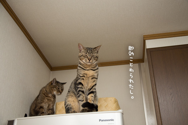 こねこともめごと_d0355333_10592025.jpg