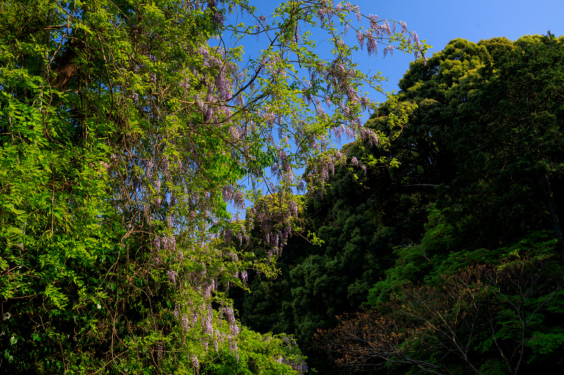 護念院の春景色（當麻寺塔頭）_f0155048_21444184.jpg