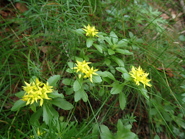 f0214649_05131569.jpg