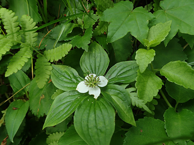 f0214649_05273544.jpg