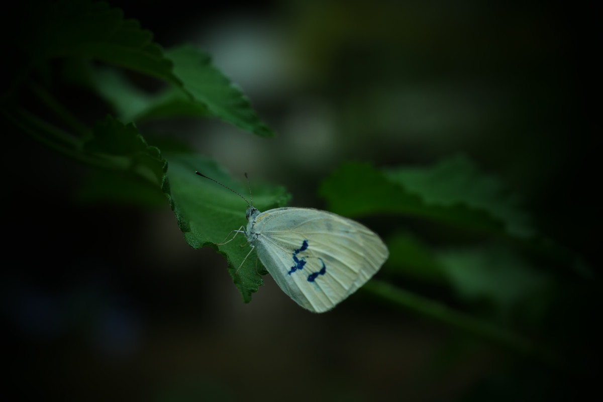 伏見　中書島界隈　　　6/21 紫陽花_f0021869_20495954.jpg