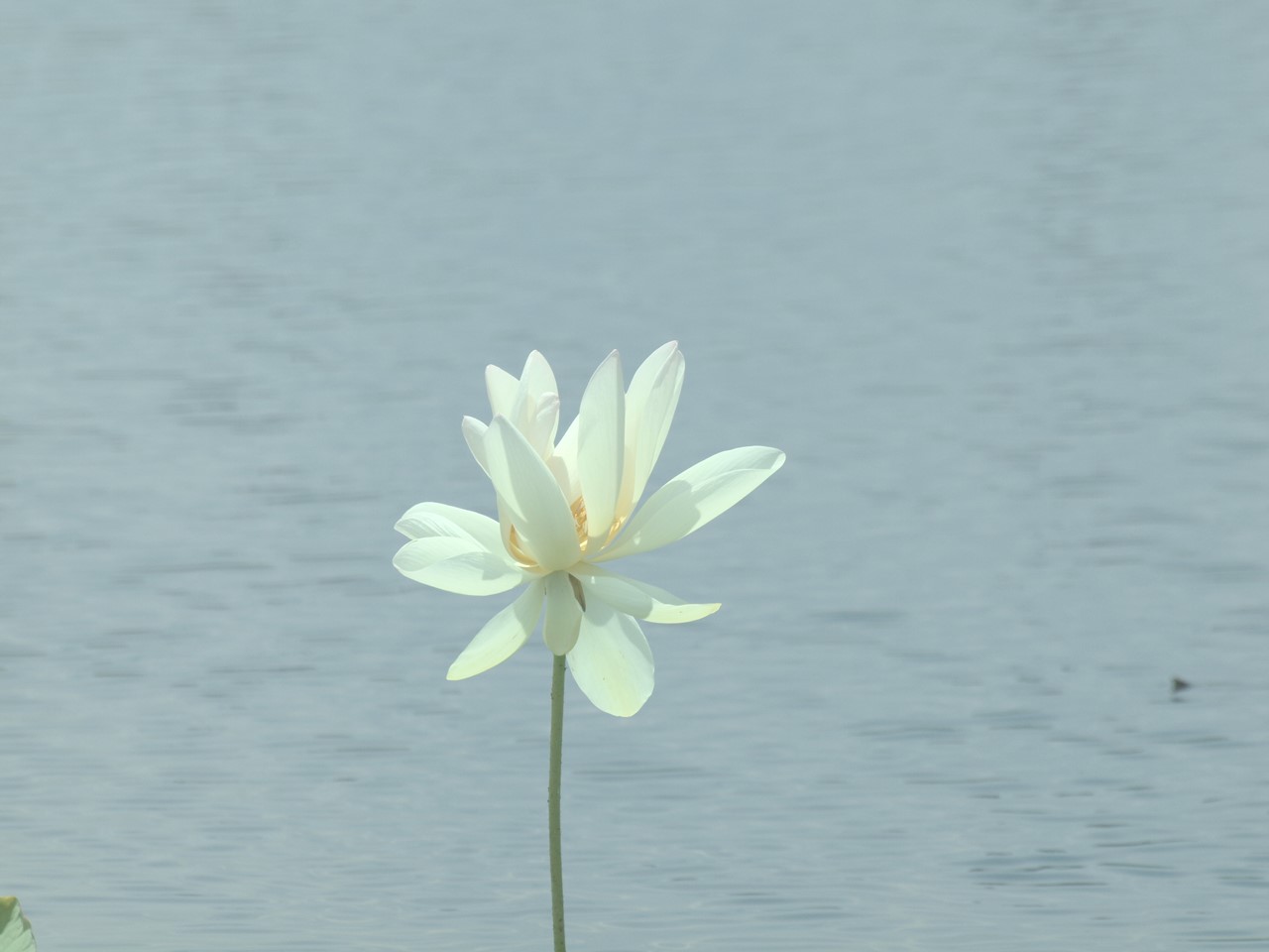 『羽島市の大賀ハス(カメラがカメラの意思で撮った写真～)』_d0054276_20301369.jpg