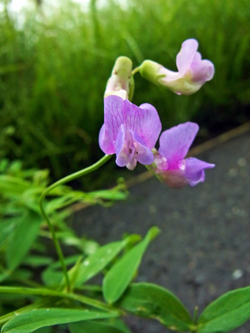 f0083977_21563952.jpg