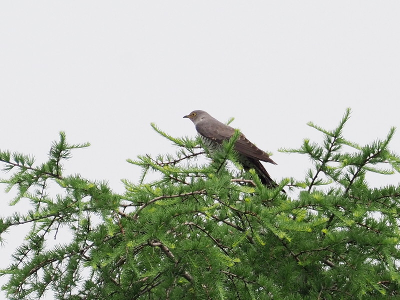 カッコウの声が木霊します_f0372177_14235601.jpg