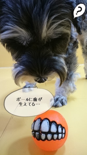 ボール大好き!_f0357682_14542631.jpg