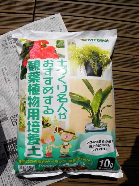 IKEAの鉢でウンベラータ植え替え！＆久しぶりのリビング全体像。_e0357886_21584011.jpg