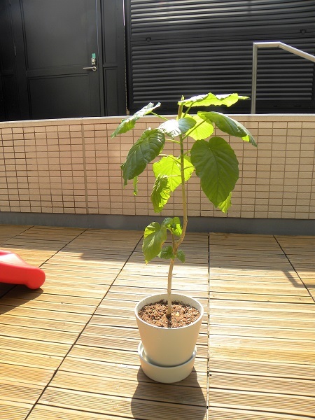 Ikeaの鉢でウンベラータ植え替え 久しぶりのリビング全体像 イロトリドリノ暮らし バンコク編