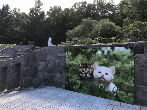 行ってきました、ねこ科!_e0271197_22263057.jpg