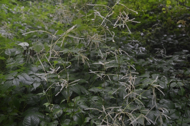 c0124100_23131476.jpg