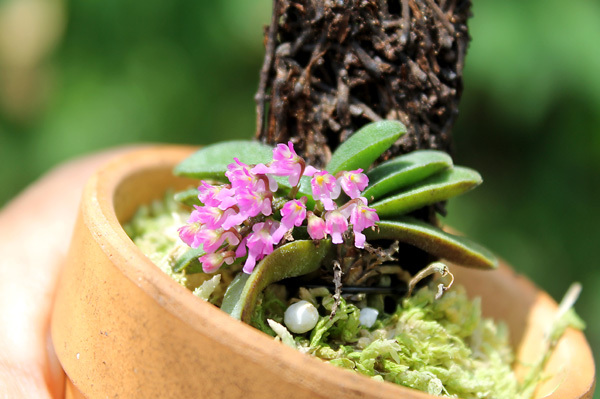 Schoenorchis fragrans_f0348111_13060380.jpg