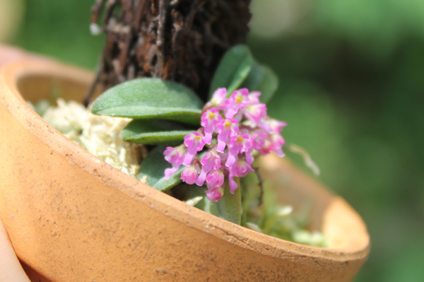 Schoenorchis fragrans_f0348111_13061590.jpg