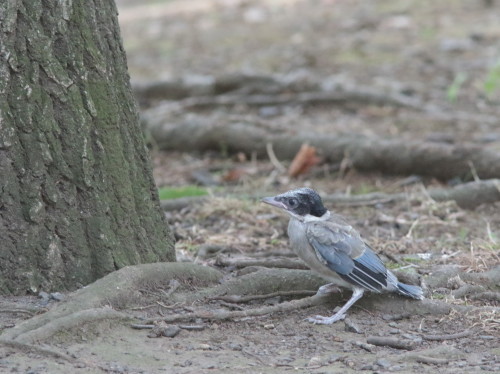 懸命なご帰還　　オナガ幼鳥　　ＴＳＫ_d0346713_19145568.jpg