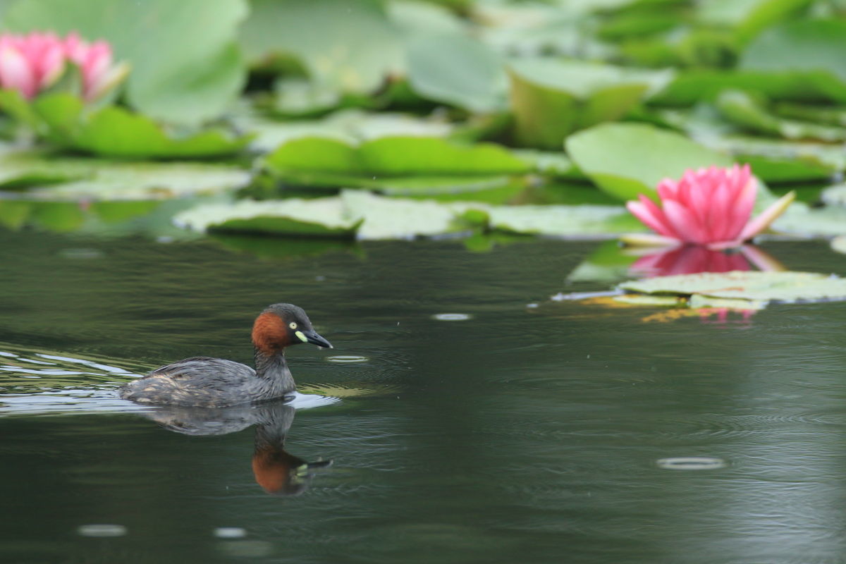 カイツブリ スイレンの水路_f0369315_10013789.jpg