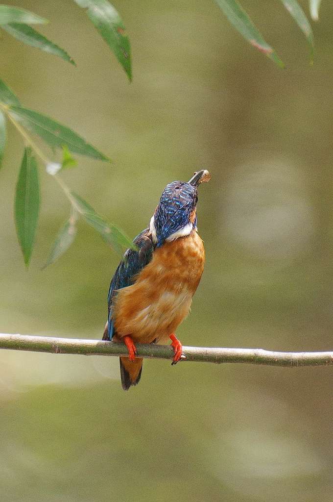 カワセミ、あれっ！三番子の準備？_e0293921_16150251.jpg