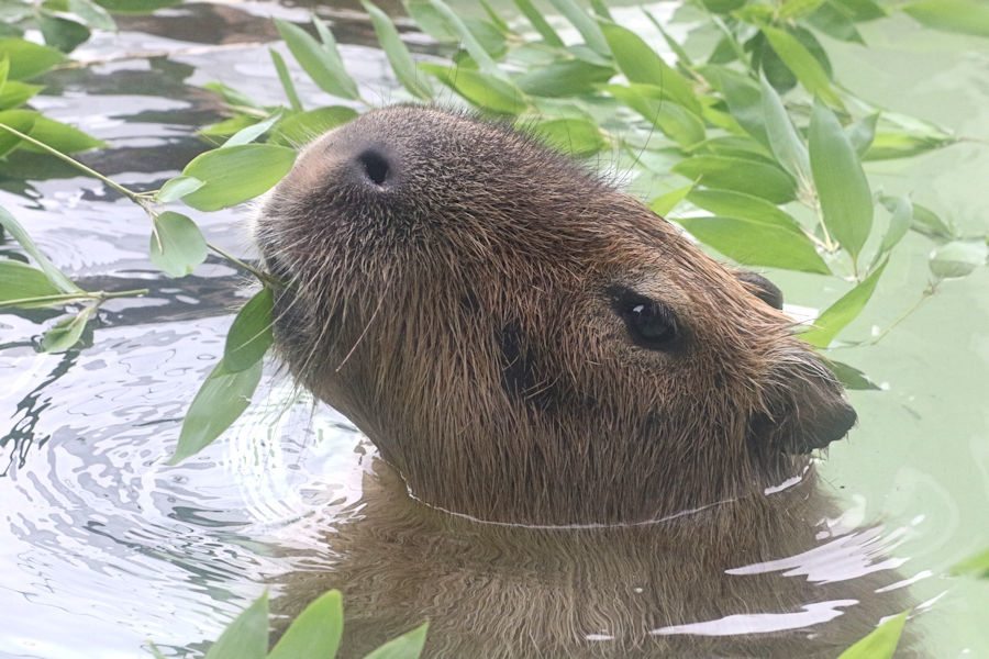 カピバラじゃぶじゃぶタイム_f0224624_15430950.jpg