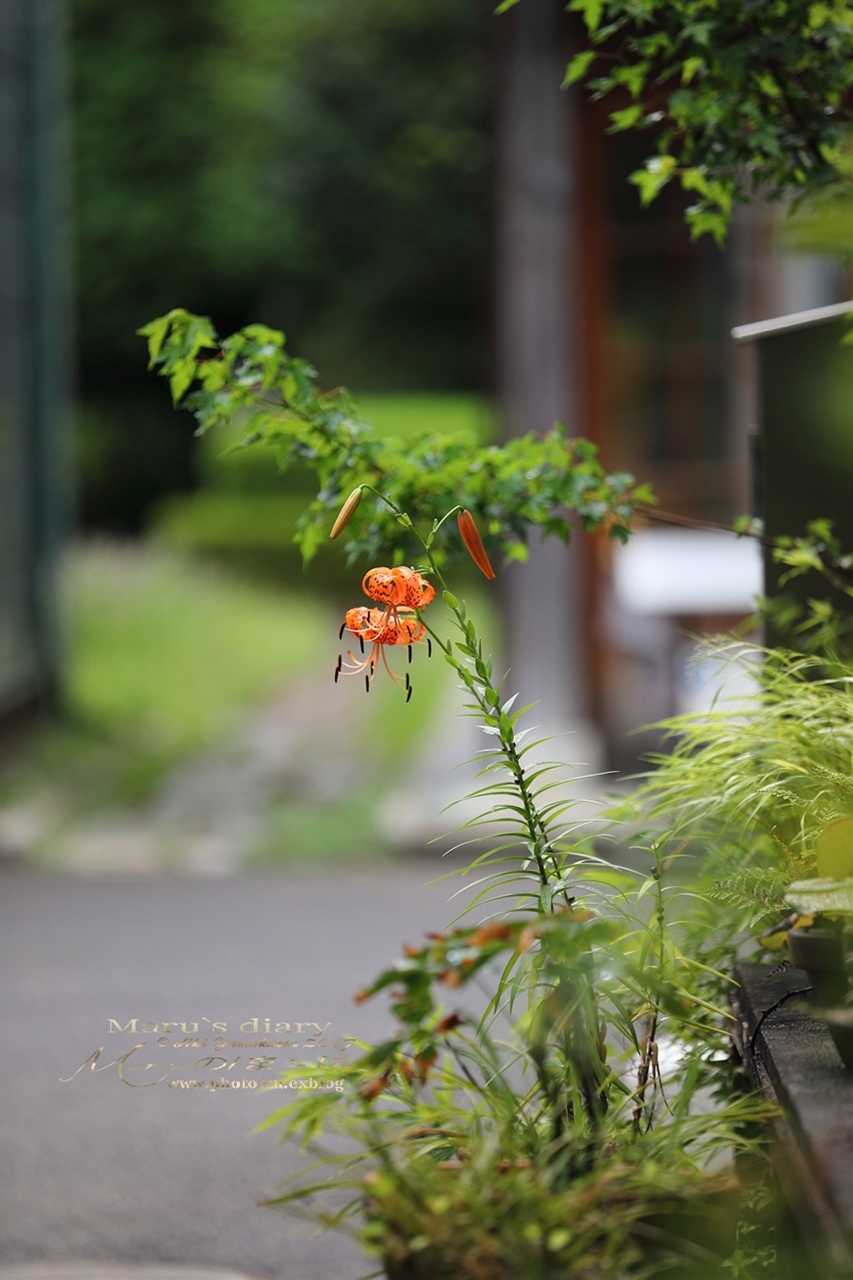 まゝに/古民家シリーズ25_d0342426_19205691.jpg