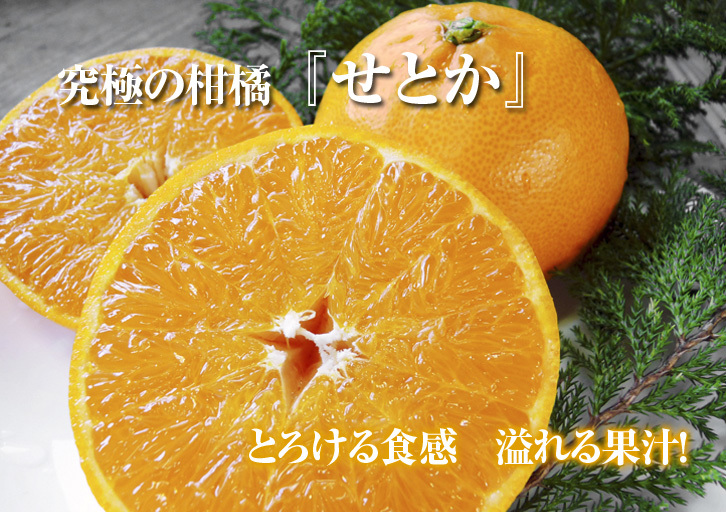 究極の柑橘『せとか』 平成30年度の収穫に向け、着果後の様子を現地取材_a0254656_17341919.jpg