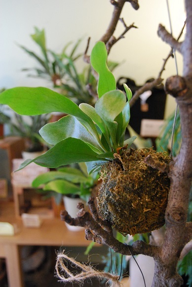 今日入荷の観葉植物とバラ、グリーンアイス_a0201358_17510807.jpg