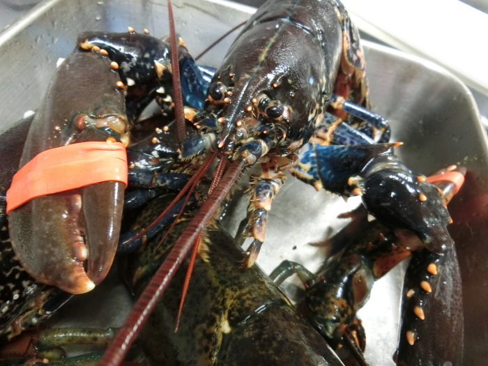 ヨーロッパ オマール海老 時価 フレンチ食堂 エスカルゴ