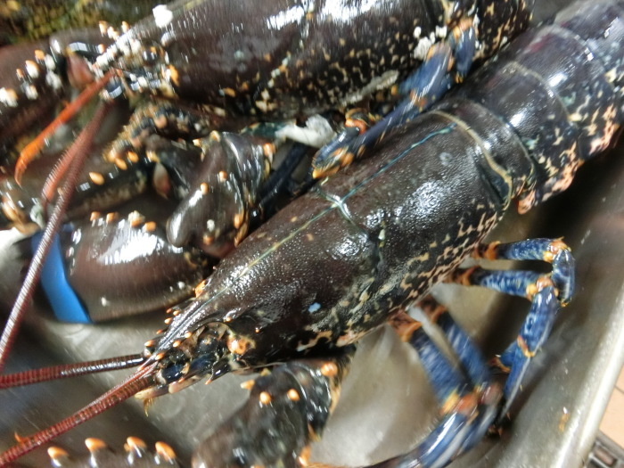 ヨーロッパ オマール海老 時価 フレンチ食堂 エスカルゴ