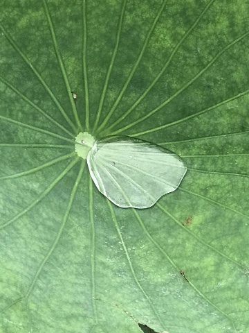 f0218182_11431234.jpg