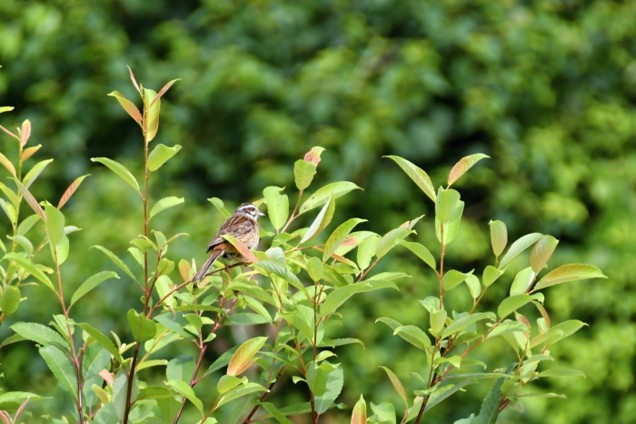 富士花鳥園に行ってきました～_a0127090_22532237.jpg