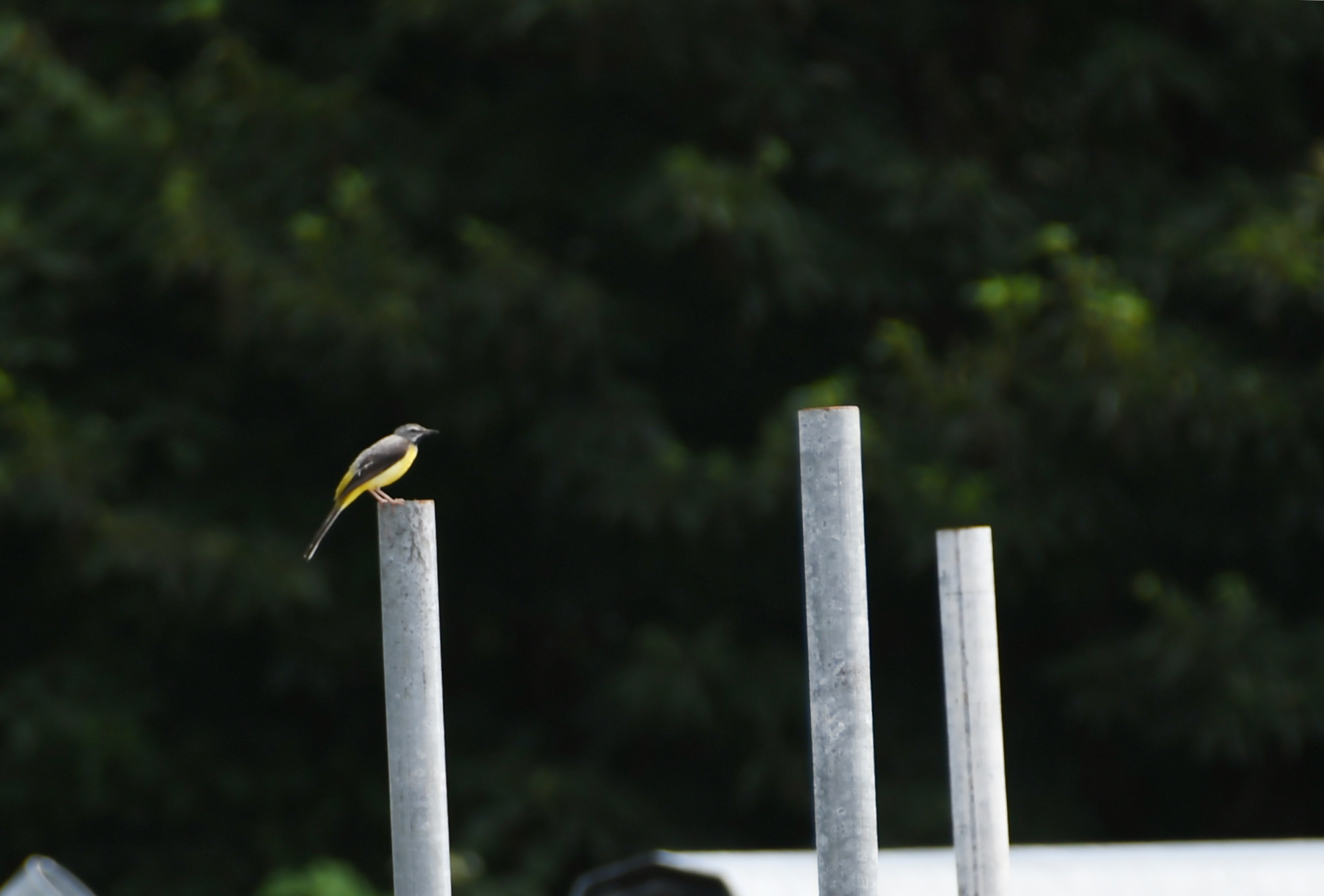 富士花鳥園に行ってきました～_a0127090_22532847.jpg