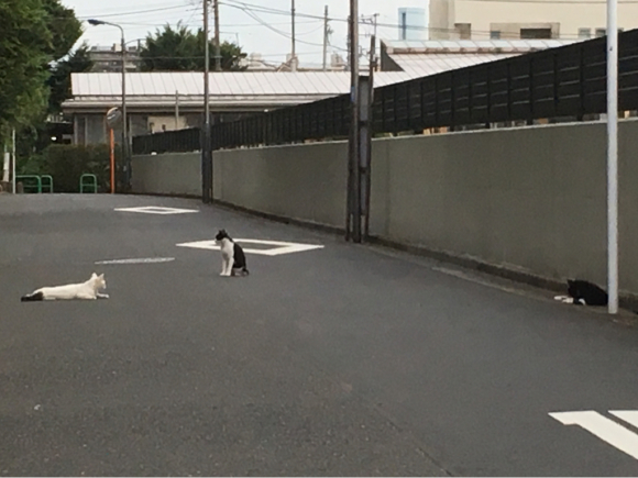 近所の野良猫_c0123890_05372796.jpg