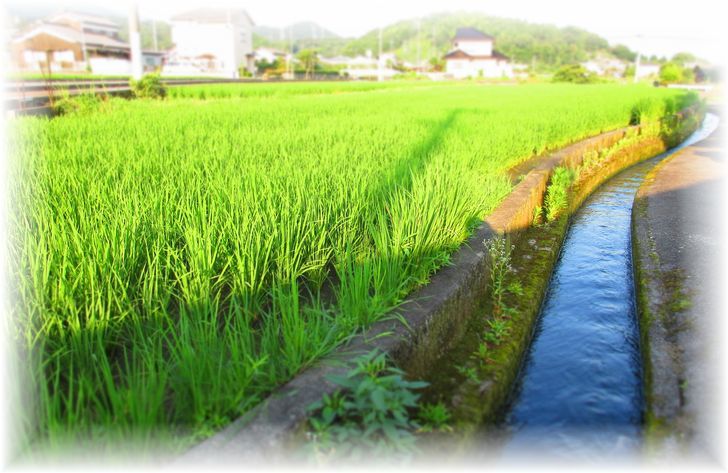 水路のある風景…♪_d0367190_20093959.jpg