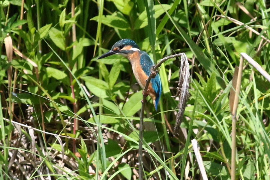 公園の沼で②　カワセミ_c0360399_21561969.jpg