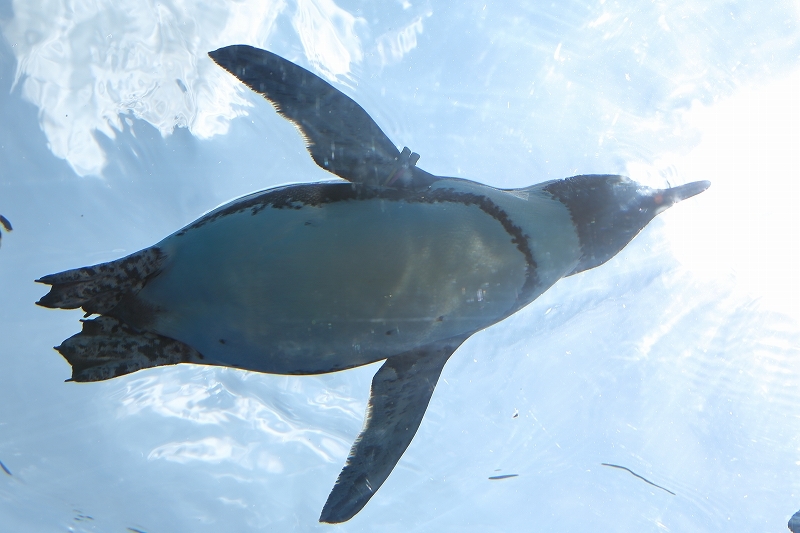 キミは空飛ぶペンギンを見たか？（その後半）（池袋、サンシャイン水族館）_b0291402_08260825.jpg