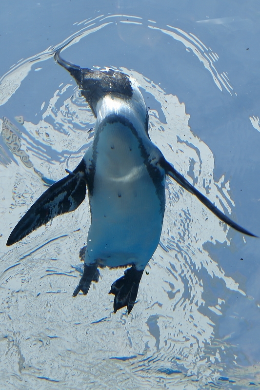 キミは空飛ぶペンギンを見たか？（その後半）（池袋、サンシャイン水族館）_b0291402_08262060.jpg