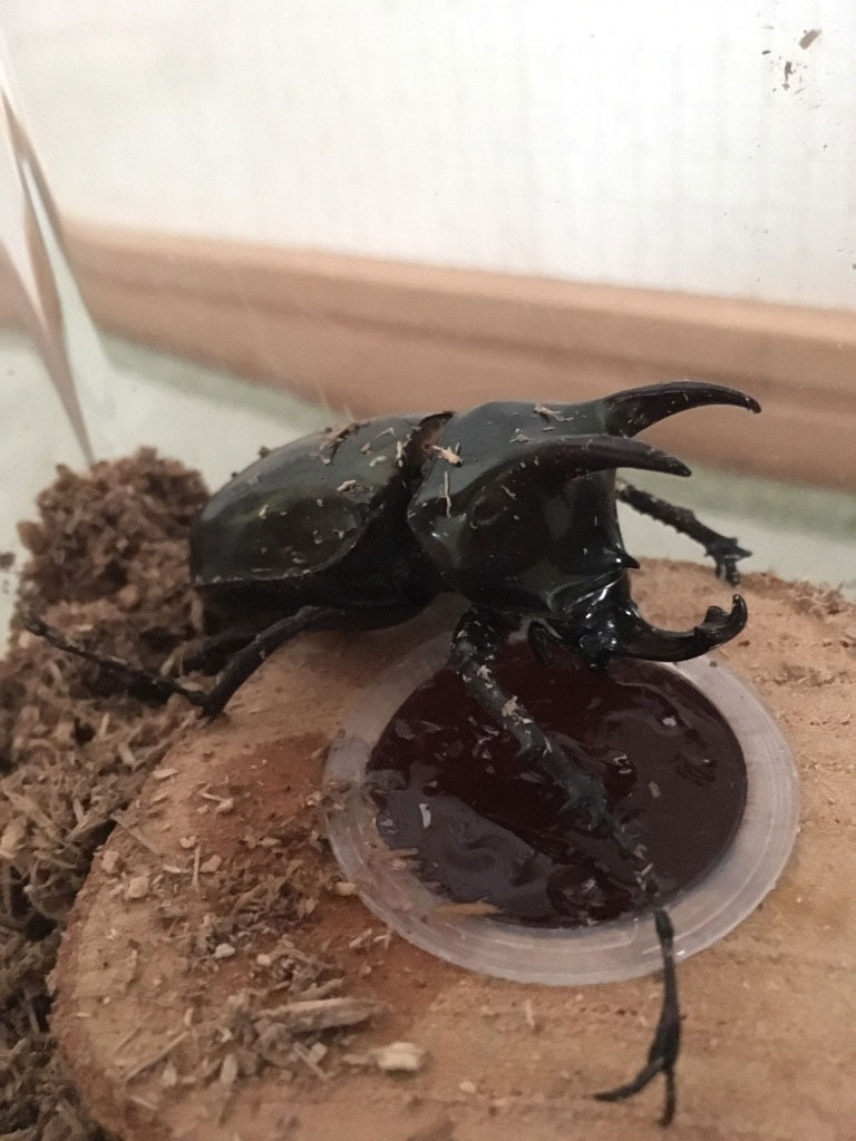普通のカブトムシにはないツノが2本 昆虫ブログ むし探検広場