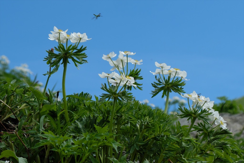 白馬岳を歩いて：2日目（白馬尻－白馬山荘間） (2017/07/18-21)_c0346710_11382813.jpg