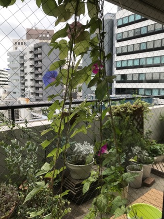 夏の妄想_a0077315_20235136.jpg