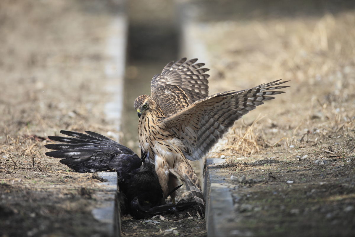 オオタカ 生後3ヶ月 幼鳥の狩り _f0369315_17361941.jpg
