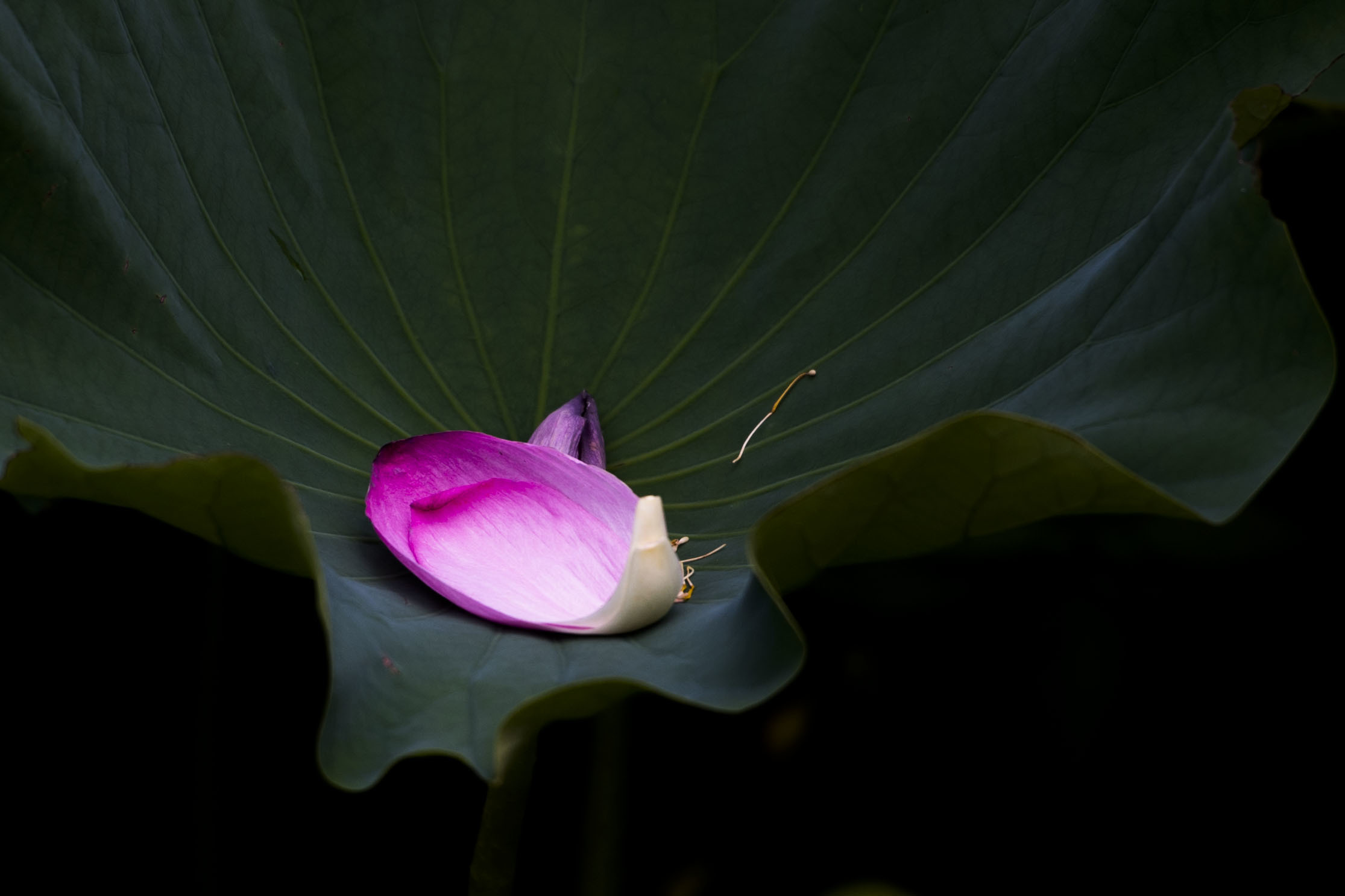 ひとひらの花びら ヒデの気まぐれ撮影日記