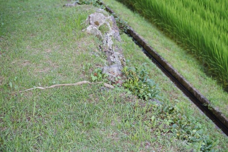 気持ち的に_b0220318_05150064.jpg