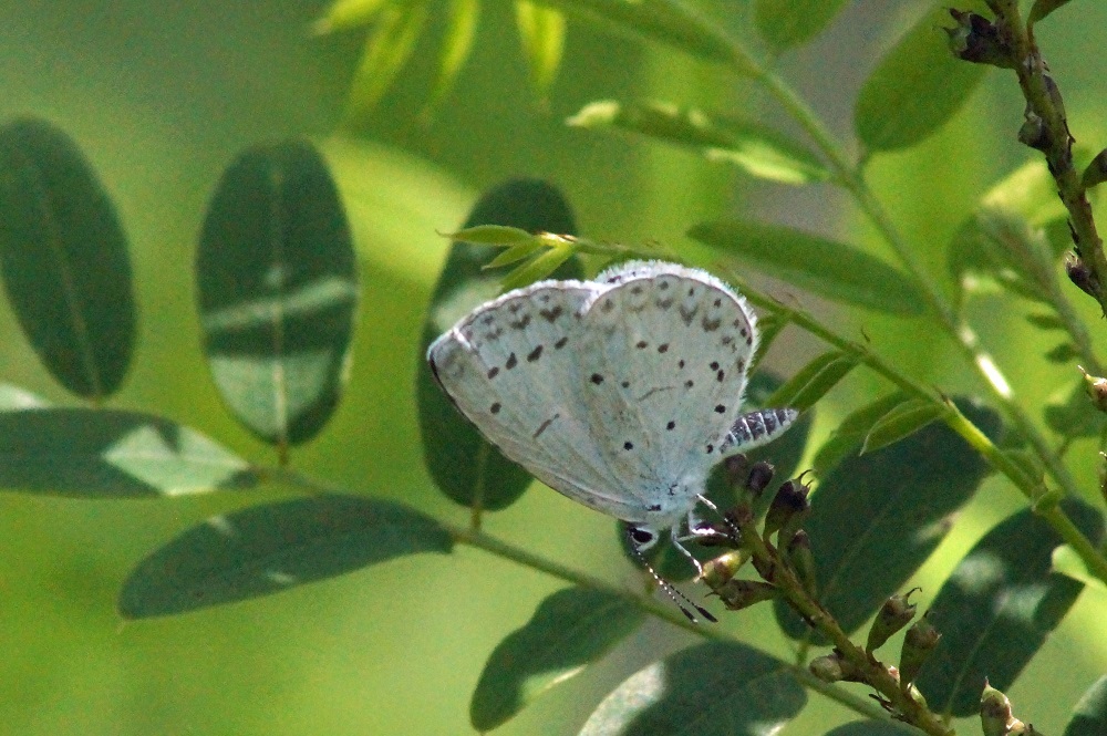 c0042418_08131312.jpg