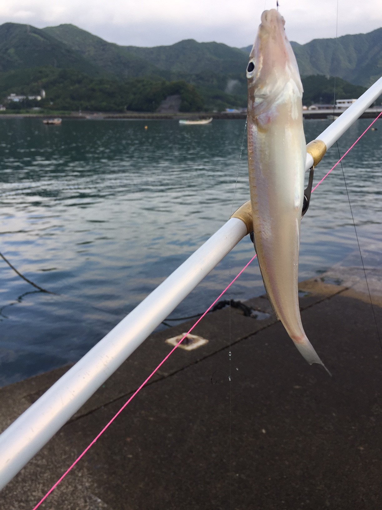 キス釣り＆紀北町の祭り_d0320223_9425646.jpg