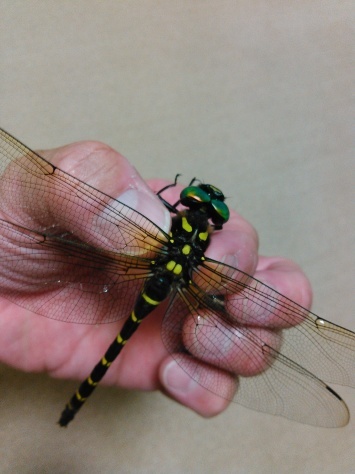 f0144724_20145344.jpg
