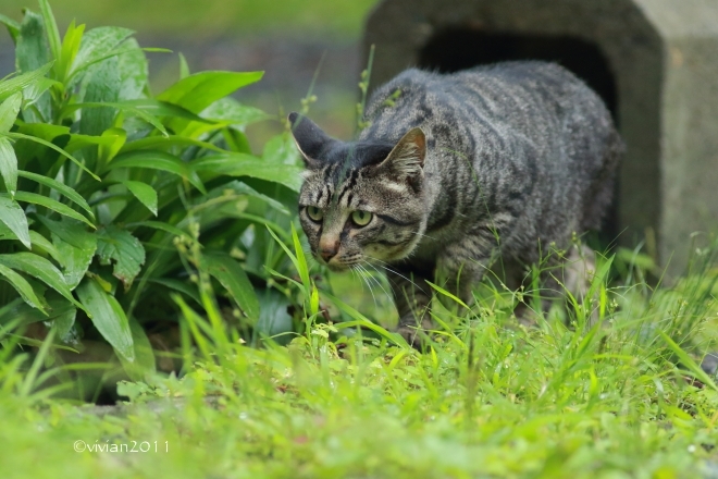 奥日光 初心者向け探鳥会 ~雨が降っても大盛況~ in 日光戦場ヶ原_e0227942_17314864.jpg