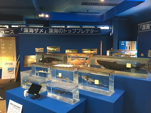 沼津戸田 駿河湾深海生物館 リニューアルオープン 沼津の塗装防水 ケイワイクリエイト のブログ 沼津戸田 駿河湾深海生物館 リニューアルオープン 沼津の塗装防水 ケイワイクリエイト のブログ