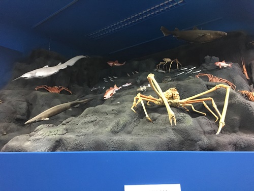 沼津戸田 駿河湾深海生物館 リニューアルオープン 沼津の塗装防水 ケイワイクリエイト のブログ 沼津戸田 駿河湾深海生物館 リニューアルオープン 沼津の塗装防水 ケイワイクリエイト のブログ