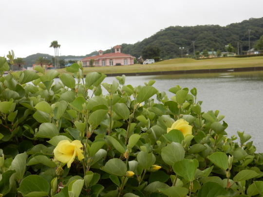 ’17,7,25(火)鳥や虫の声で賑やかな散歩道!_f0060461_11074855.jpg