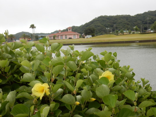 ’17，7，25（火）鳥や虫の声で賑やかな散歩道！_f0060461_11074855.jpg