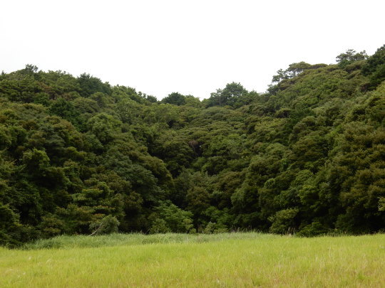 ’17,7,25(火)鳥や虫の声で賑やかな散歩道!_f0060461_11190223.jpg